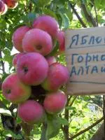 Саженцы яблони летняя "Горноалтайское"