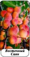 Саженцы абрикоса Восточный Саян