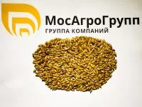 Яровой ячмень Медикум 157