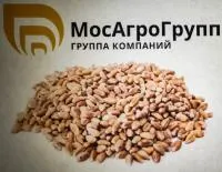 Яровая пшеница Новосибирская 15