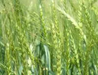Семена пшеницы озимой Немчиновская 57