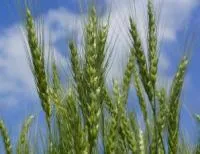 Семена пшеницы озимой Московская-56