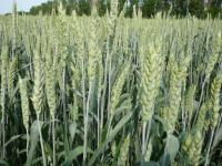 Семена яровой пшеницы Дарья Ладья Злата