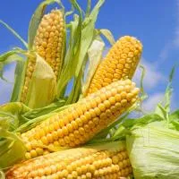 Семена кукурузы Донская Высокорослая ЭС