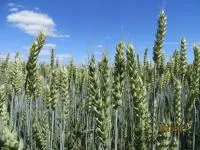 Семена пшеницы яровой "Дарья", "Канюк", "Корнетто", "Черноземноуральская 2" элита