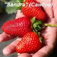Сандра (Sandra), саженцы земляники садовой (клубники)