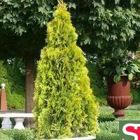 Туя западная (Thuja occidentalis 'Golden Smaragd' )