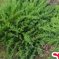 Можжевельник казацкий (Juniperus sabina 'Rockery Gem')
