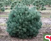 Саженцы Сосны обыкновенной (Pinus sylvestris 'Watereri')