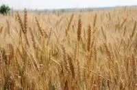 Семена озимой пшеницы сорт Московская 39 (ЭС)