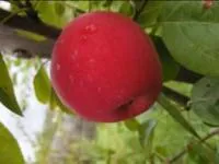 Саженцы яблони Мелба Красная