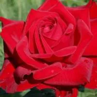 Саженцы роз Бургунд