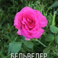 Саженцы роз Бельведер