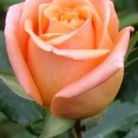 Саженцы роз Эльдорадо