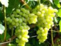Саженцы винограда Виноград Лора