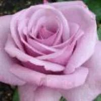 Саженцы роз Блу Найл