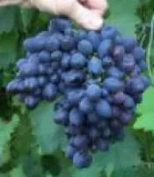 Саженцы винограда Кодрянка