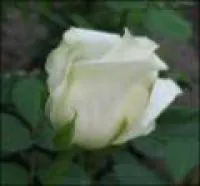 Саженцы роз Аваланж