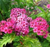 Спирея японская Spiraea japonica Crispa