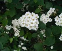 Спирея вангутта Spiraea vanhouttei