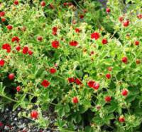 Саженцы Лапчатки непальской (Potentilla nepalensis)