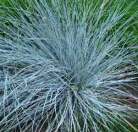 Саженцы Овсяницы сизой голубой (Festuca glauca)