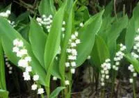 Корневища Ландыша майского (Convallaria majalis)