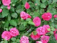 Саженцы розы полиантовой Lovely Fairy