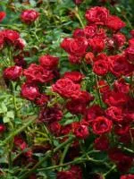 Саженцы розы почвопокровной Red Cascade