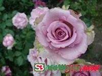 Саженцы розы чайно-гибридной Cool Water