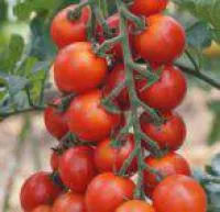 Семена томатов ФАВОРИТА F1 (FAVORITA F1)