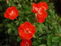 Саженцы розы миниатюрной OrangePinis