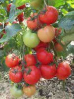 Семена томатов МАГНУС F1 (MAGNUS F1)