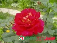 Саженцы розы чайно-гибридной Bolchoi