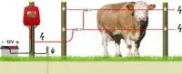 Электропастух изгородь для беспривязного содержания коров