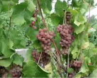 Саженцы винограда Платовский