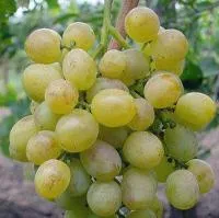 Саженцы винограда Восторг