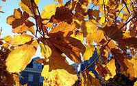 Двухцветный дуб (Quercus bicolor)