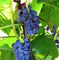 Саженцы винограда Хасанский