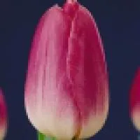 Луковица тюльпана Династия (Dynasty)