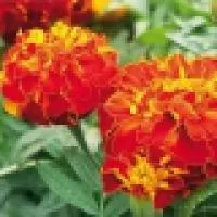 Рассада цветка Тагетес (Tagetes erecta Antigua)