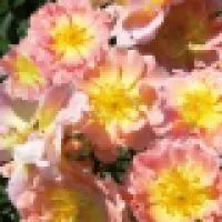 Саженец розы Эприкот Мейдиланд (Apricot Meidiland )