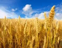 Закуп: Пшеница 3 класса с Клейковиной не менее 25